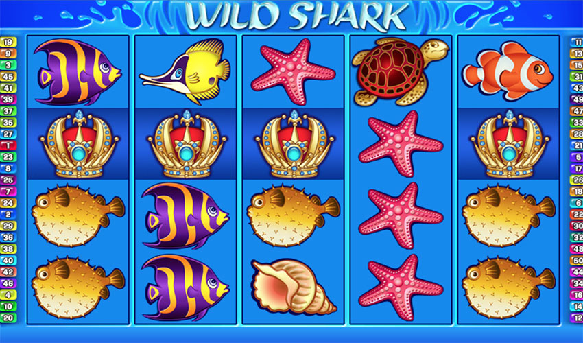 wild_shark